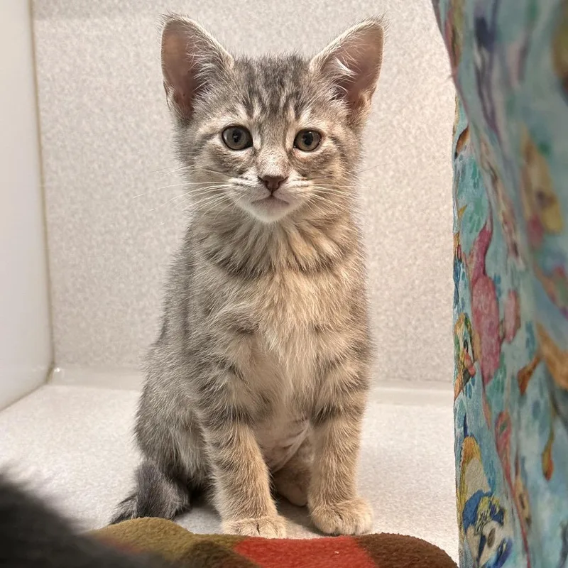 A baby small-sized female Gray / Blue / Silver Domestic Short Hair cat named Kai for adoption in Hailey, ID