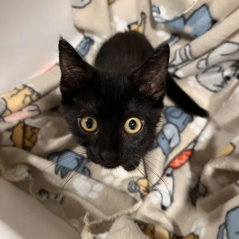 A baby small-sized female Domestic Short Hair cat named Quill for adoption in Washburn, MO