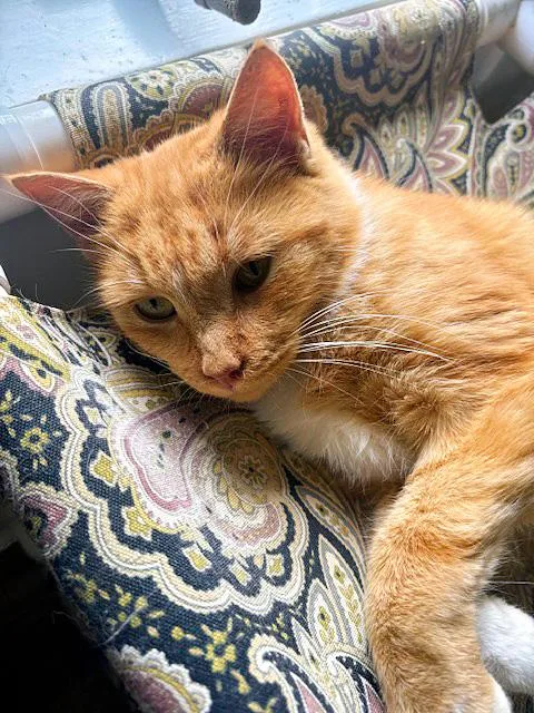 A young medium-sized female Orange & White Domestic Short Hair cat named Martina for adoption in Pittsburgh, PA
