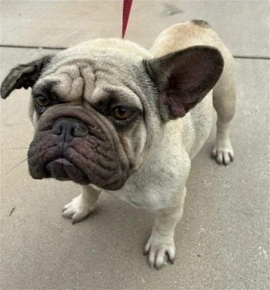 A young small-sized female French Bulldog dog named Madelyn for adoption in Phoenix, AZ