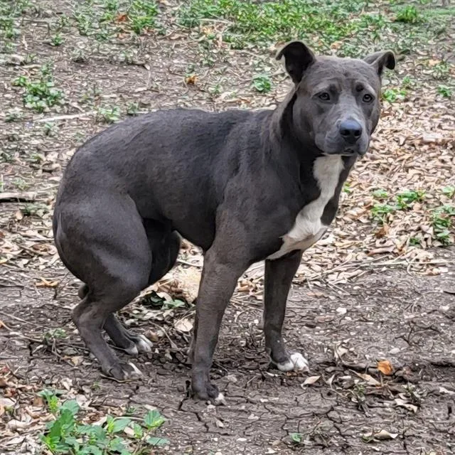 An adult medium-sized female American Staffordshire Terrier dog named Gorda for adoption in San Antonio, TX