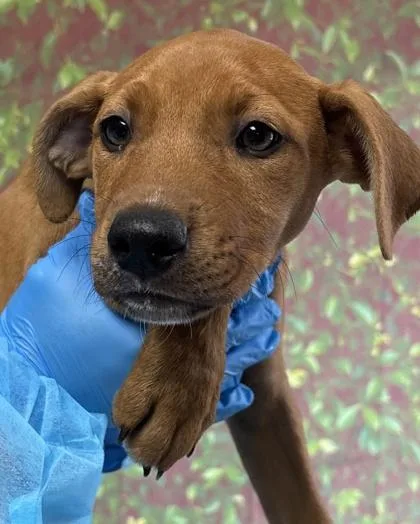 A young small-sized female Shepherd dog named Cyan for adoption in San Antonio, TX