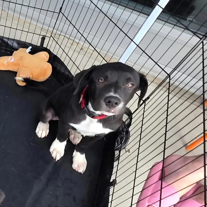 A young medium-sized male White / Cream Border Collie dog named Jett for adoption in Dallas, TX