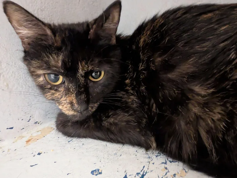 A young large-sized female Tortoiseshell cat named Sara for adoption in HANSON, MA
