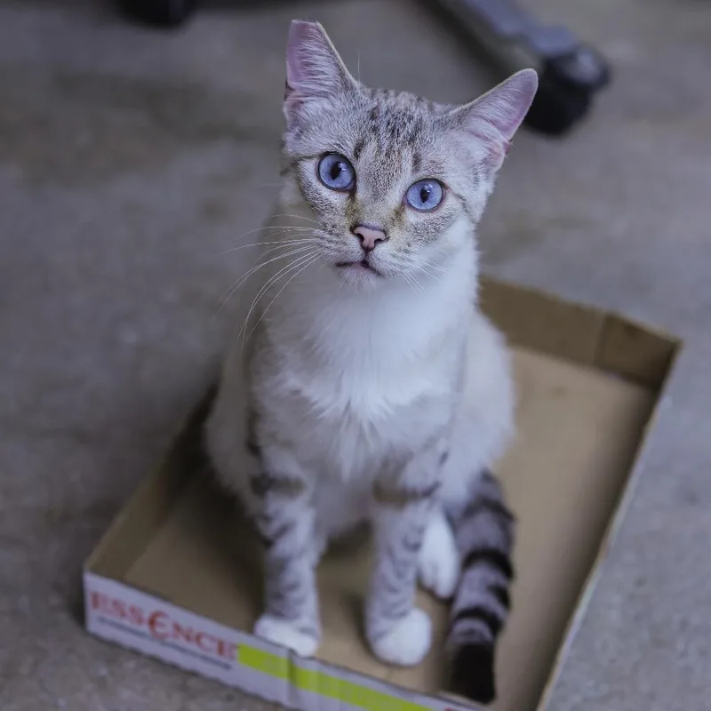 An adult small-sized male Siamese cat named Statler for adoption in Los Angeles, CA