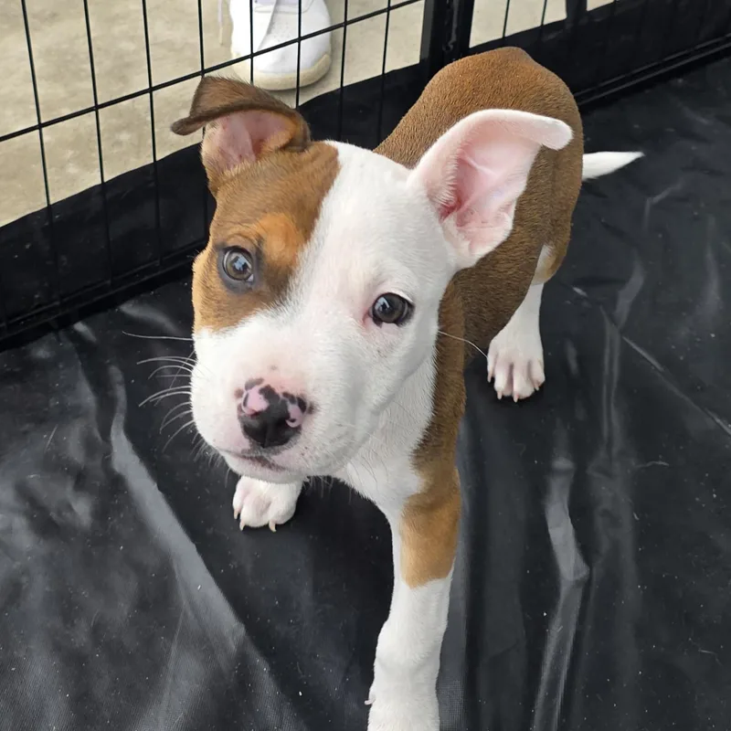 A baby medium-sized male White / Cream Pit Bull Terrier dog named Duke for adoption in Dallas, TX