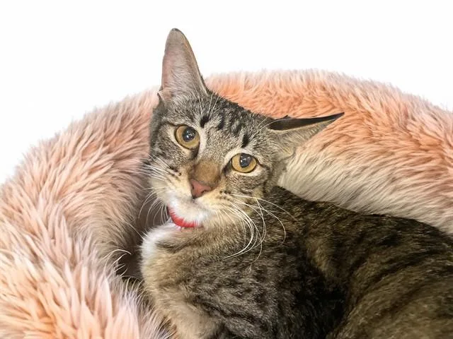 A young medium-sized female Domestic Short Hair cat named Nikki for adoption in Fort Lauderdale, FL