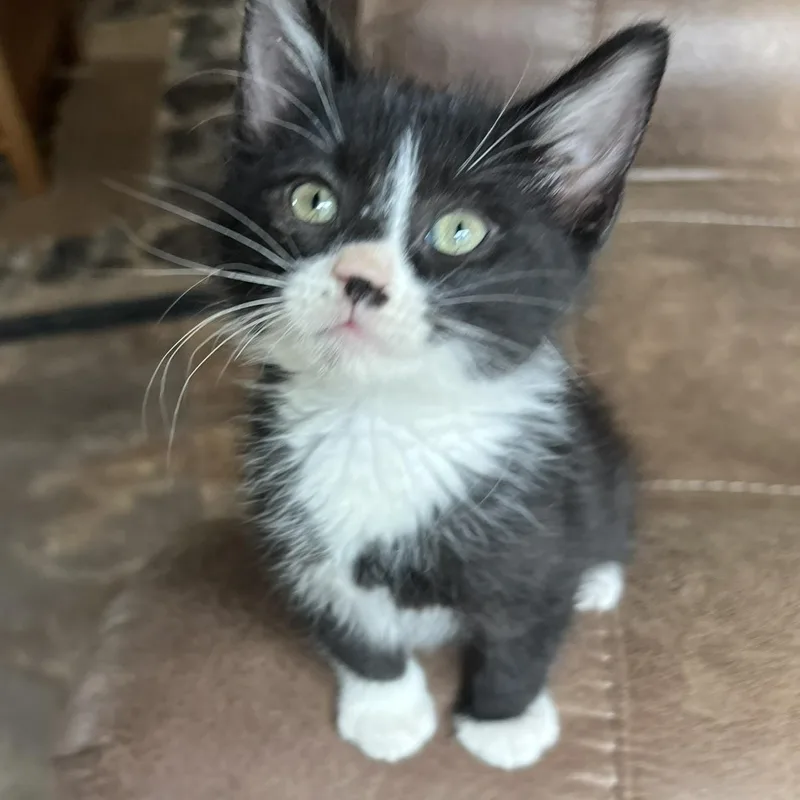 A baby small-sized male Black Domestic Short Hair cat named Sunny Ehlers for adoption in Morrison, CO