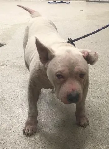 An adult medium-sized male Pit Bull Terrier dog named Major for adoption in Conroe, TX