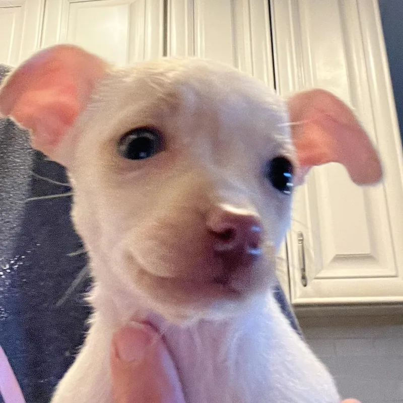 Cotton