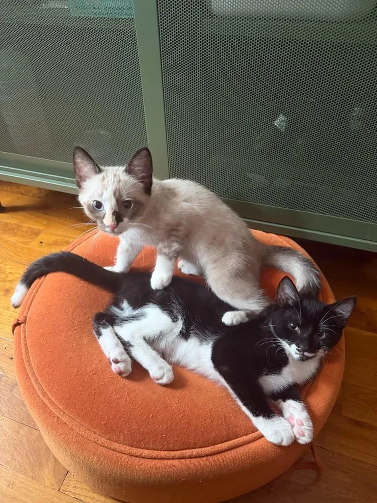 A baby medium-sized male Seal Point Domestic Short Hair cat named Pierogi and Ravioli for adoption in Brooklyn, NY
