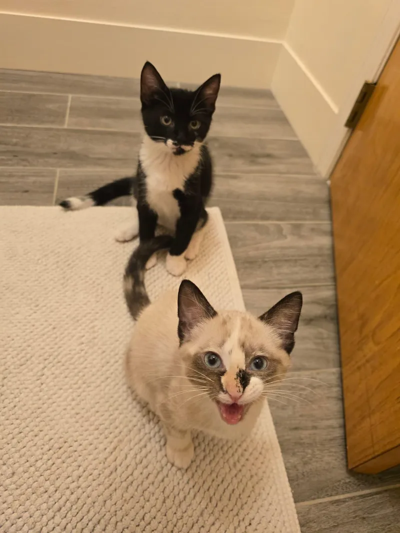 Pierogi and Ravioli thumbnail 4