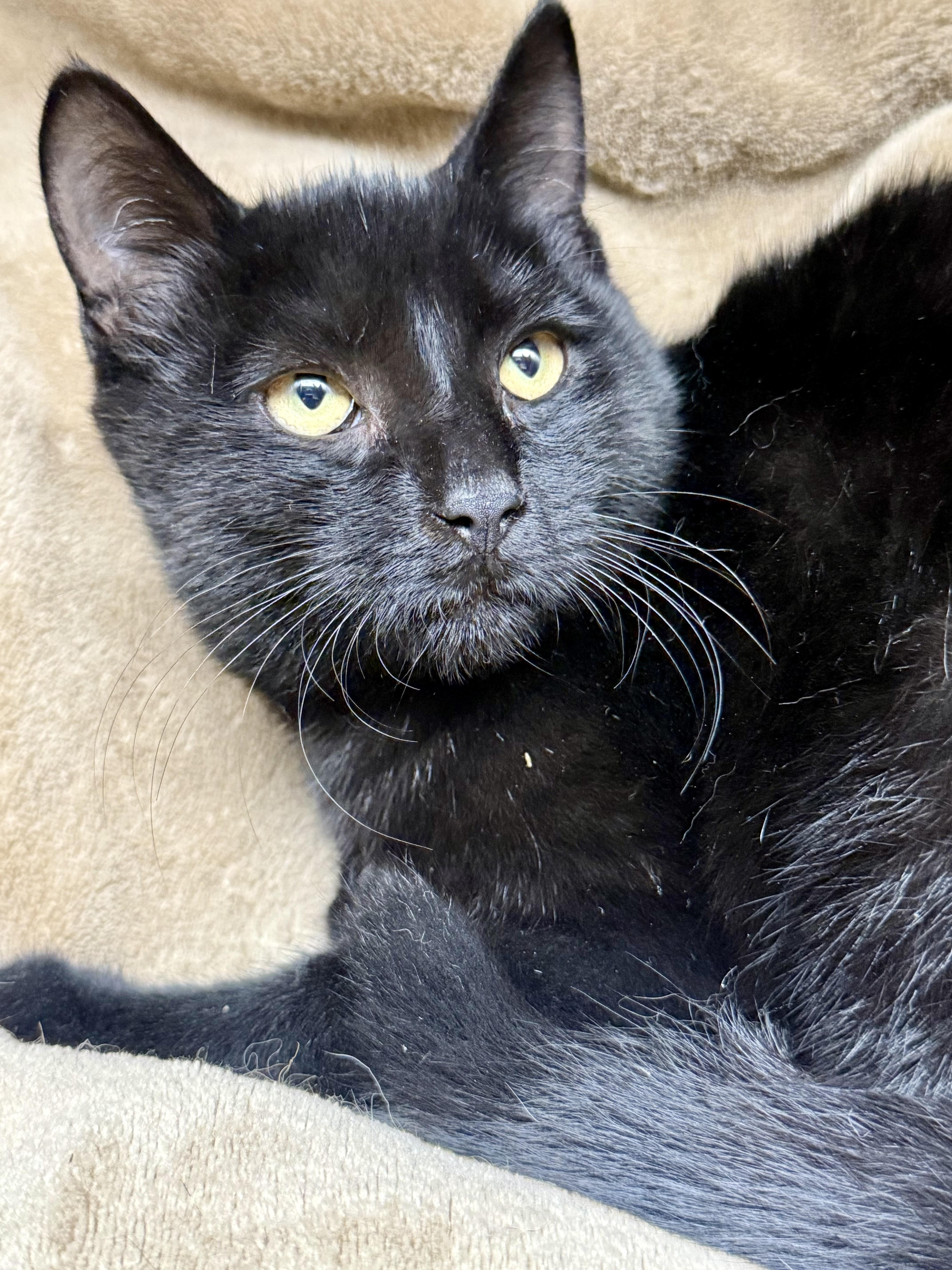 A young medium-sized male Black Domestic Short Hair cat named Diesel for adoption in Frewsburg, NY
