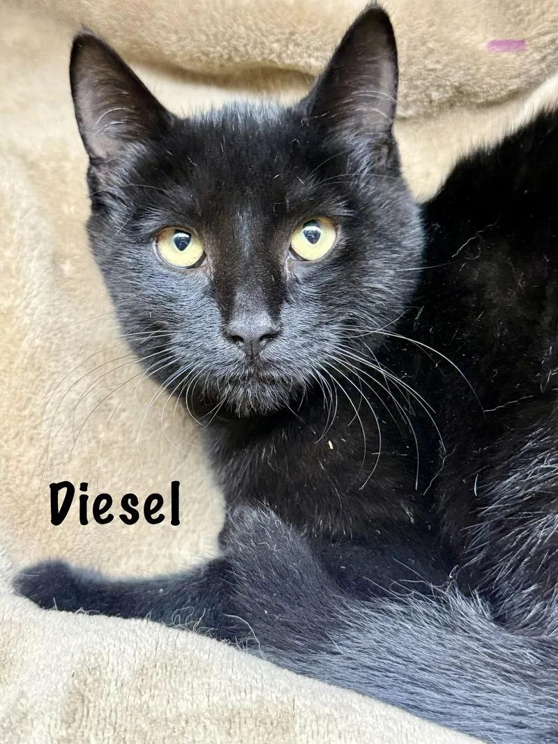 Diesel thumbnail 2