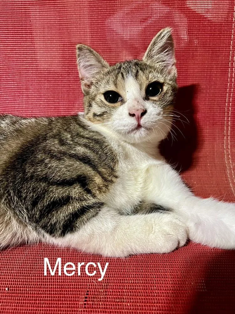 A young small-sized female Domestic Short Hair cat named Mercy for adoption in Plumerville, AR