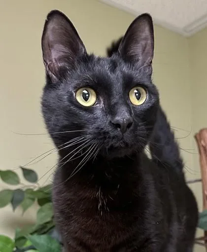 An adult small-sized male Domestic Short Hair cat named Panther for adoption in Hastings, NE