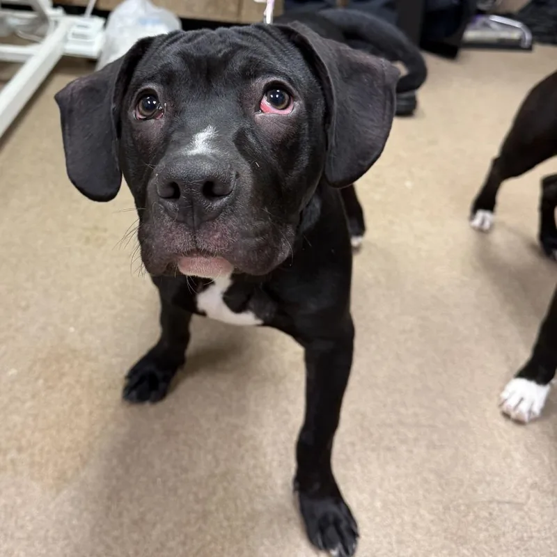 A baby medium-sized male Pit Bull Terrier dog named Preston for adoption in Hinesville, GA