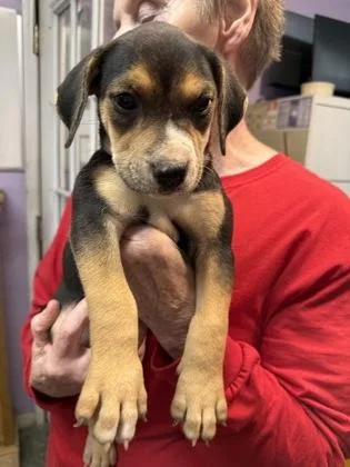 A baby small-sized female Mixed Breed dog named Mrs. Potato Head for adoption in West Chester, PA
