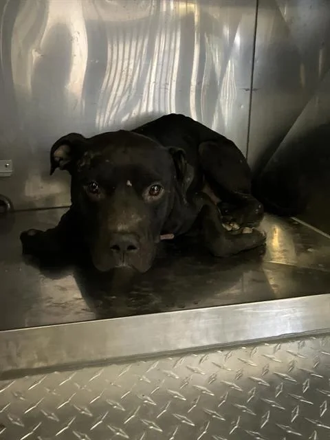 An adult large-sized male Mixed Breed dog named Rick for adoption in Dallas, TX