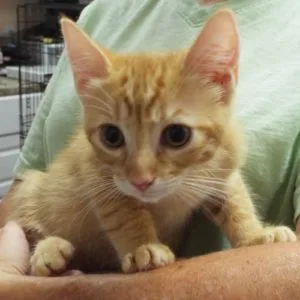 A young large-sized male Tabby (Orange / Red) Domestic Short Hair cat named Provolone for adoption in Green Valley, AZ