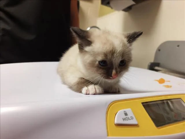 A baby small-sized female Siamese cat named Cc for adoption in Chapel Hill, NC