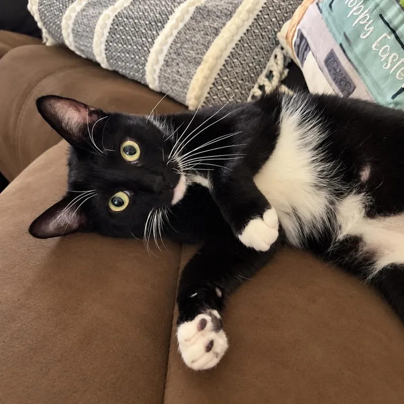 A young medium-sized male Domestic Short Hair cat named Felix Finch for adoption in Chandler, AZ