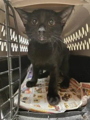 A baby small-sized male Domestic Short Hair cat named Aang for adoption in Gainesville, FL