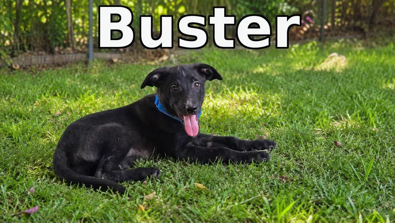 A baby large-sized male Mixed Breed dog named Buster for adoption in Rock Hill, NY