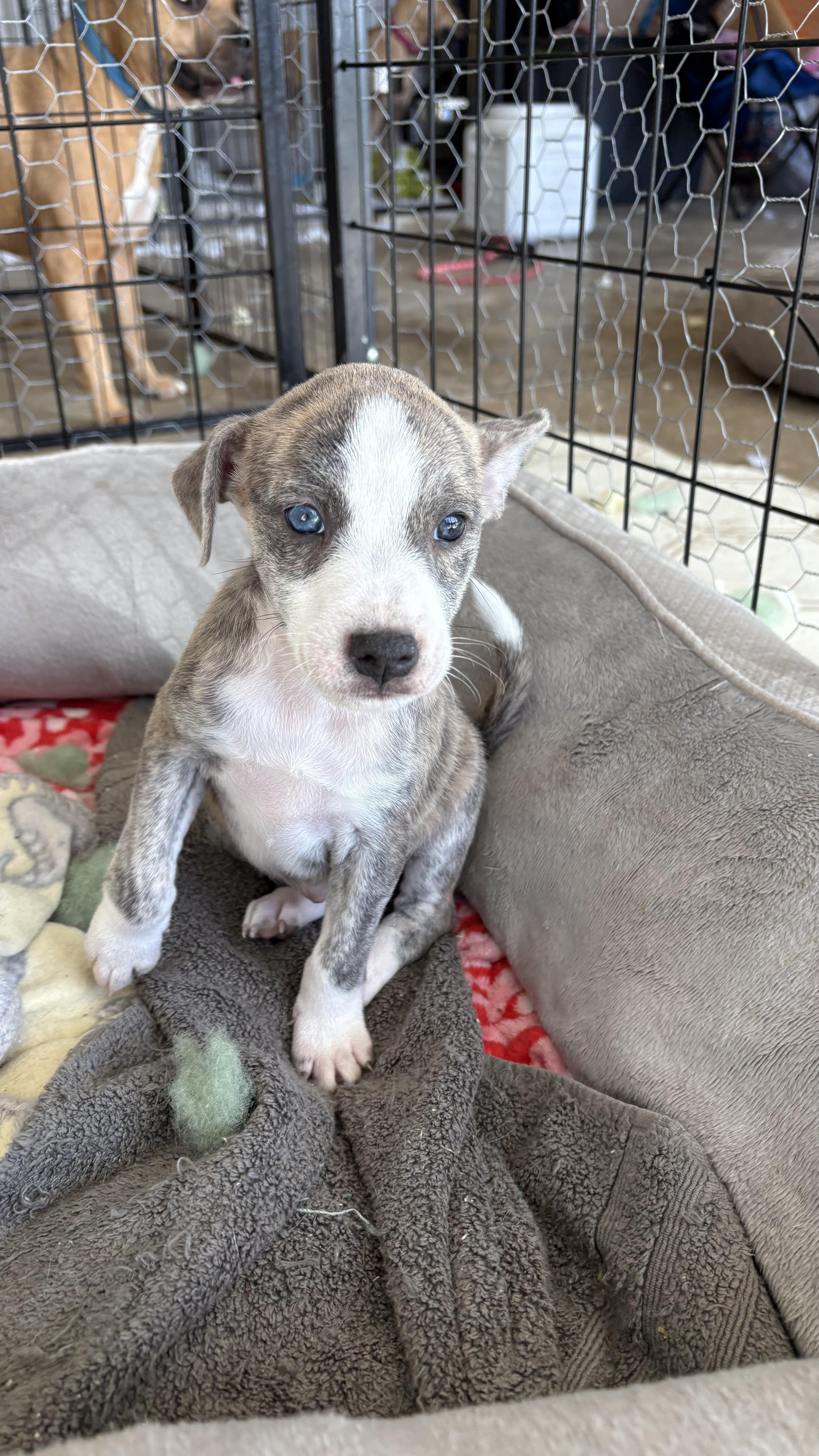 A baby medium-sized female Brindle Terrier dog named Picot for adoption in Ayden, NC