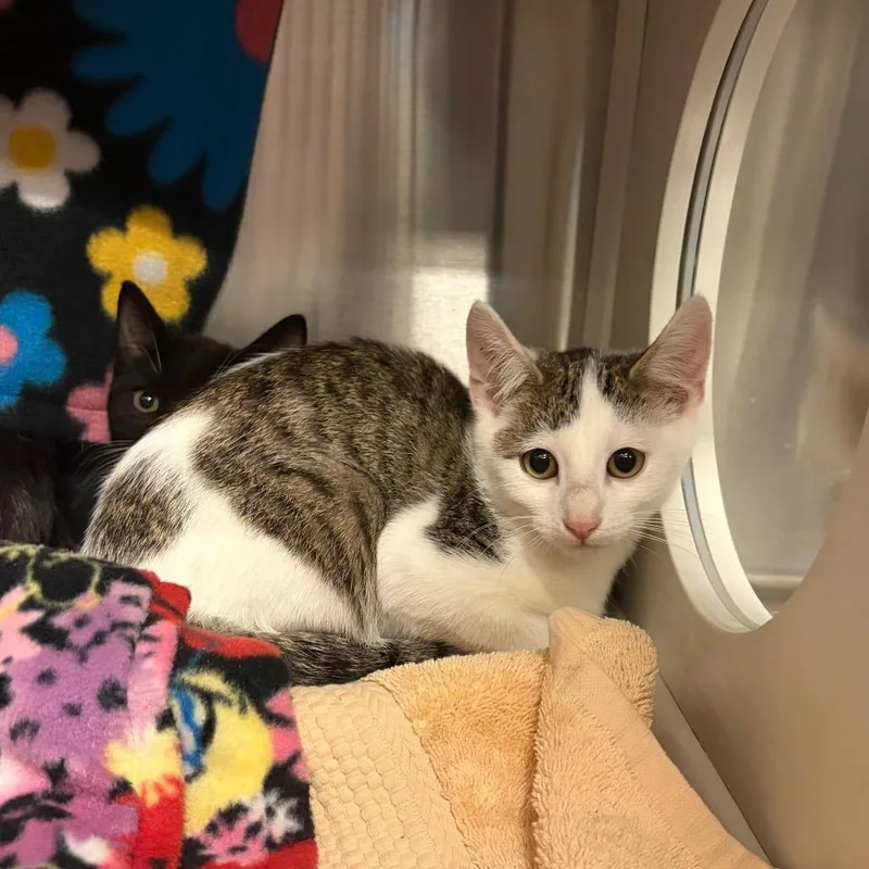 A baby small-sized male Brown / Chocolate Domestic Short Hair cat named Sheldon for adoption in Council Bluffs, IA