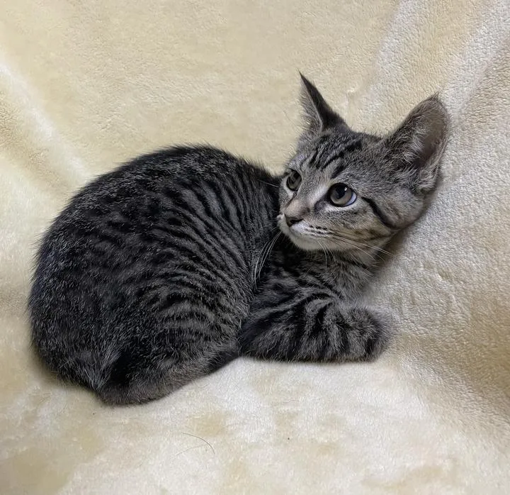 A baby small-sized female Domestic Short Hair cat named Sarabi for adoption in Jackson, MI