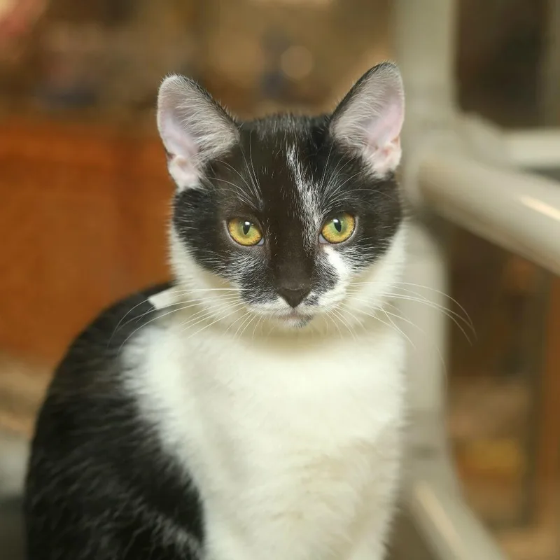 A baby small-sized female Black Domestic Short Hair cat named Pomni for adoption in Evansville, IN
