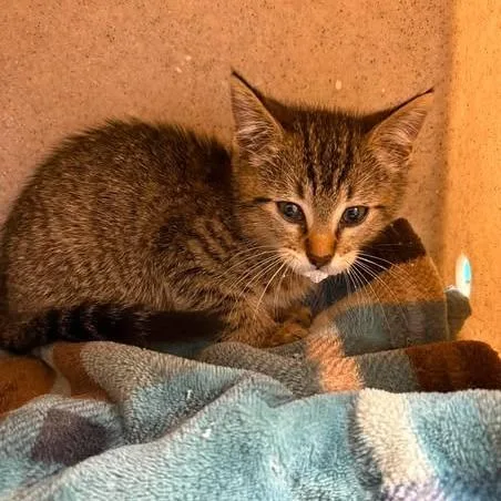 A baby small-sized male Brown / Chocolate Domestic Short Hair cat named Manix for adoption in Bastrop, TX