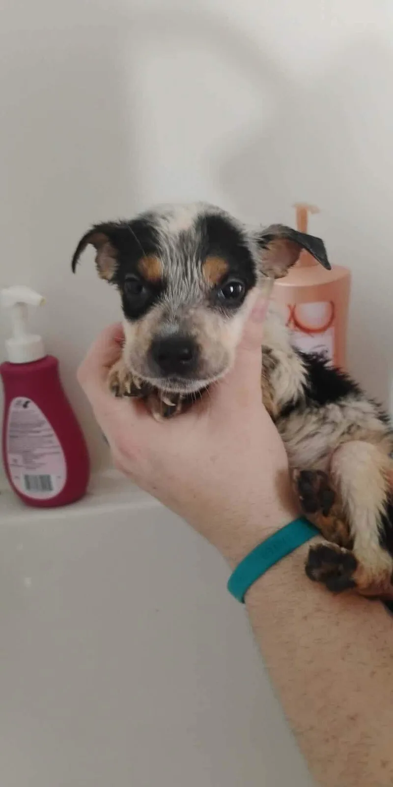 A baby small-sized female Australian Cattle Dog / Blue Heeler dog named Blossom for adoption in Bradenton, FL