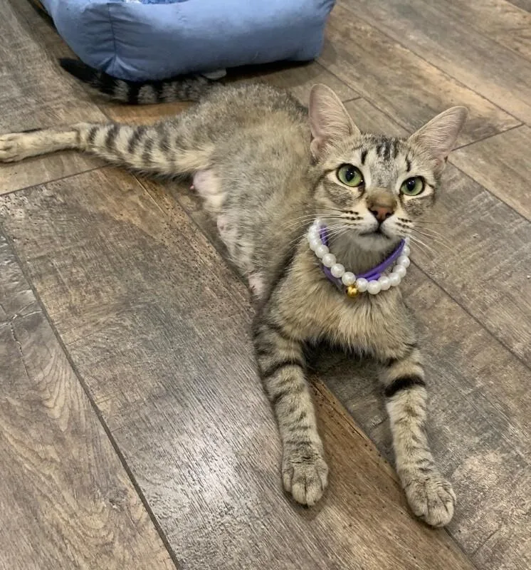 A young medium-sized female Gray & White Tabby cat named Peaches ๐ Snack Pack for adoption in Anthem, AZ