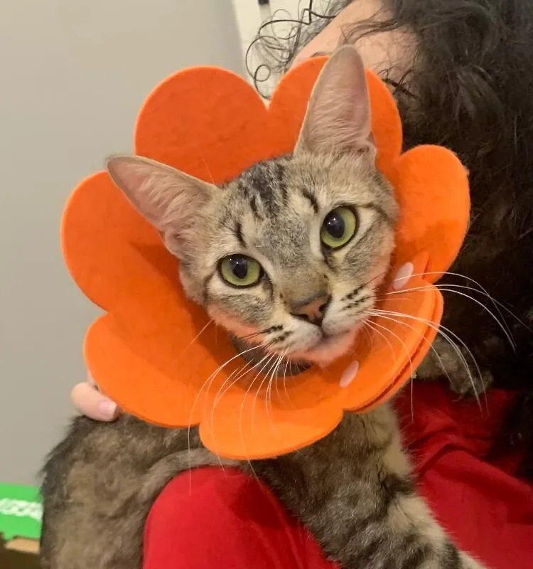Peaches 💗 Snack Pack thumbnail 5