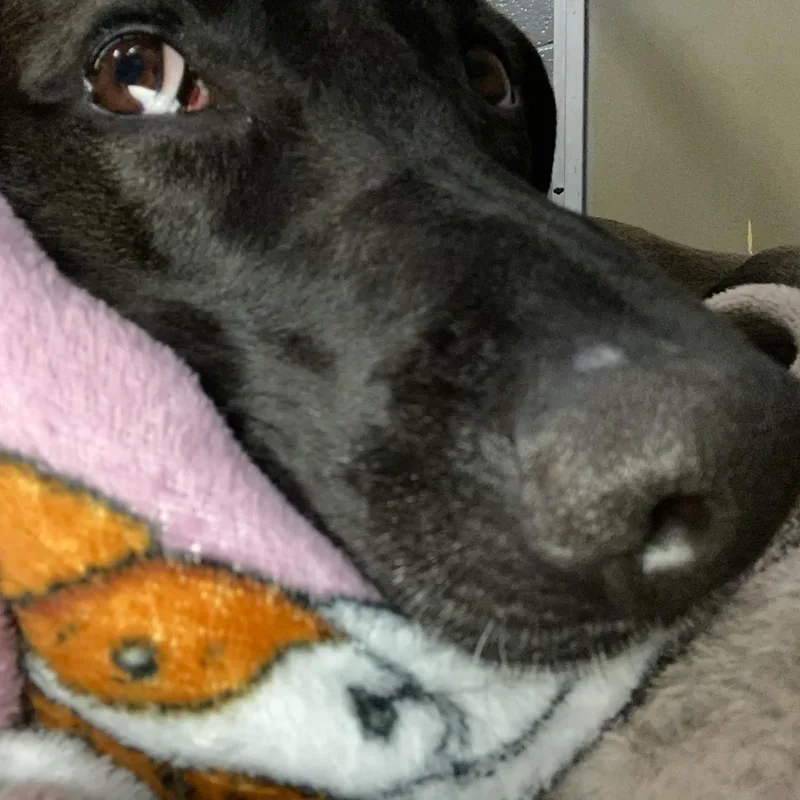Bailey thumbnail 2