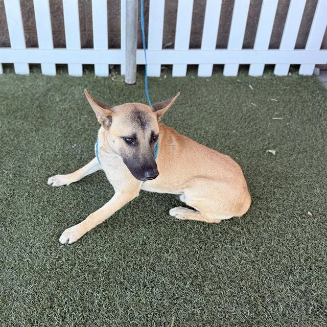 A young medium-sized male German Shepherd Dog dog named Blaze for adoption in Modesto, CA