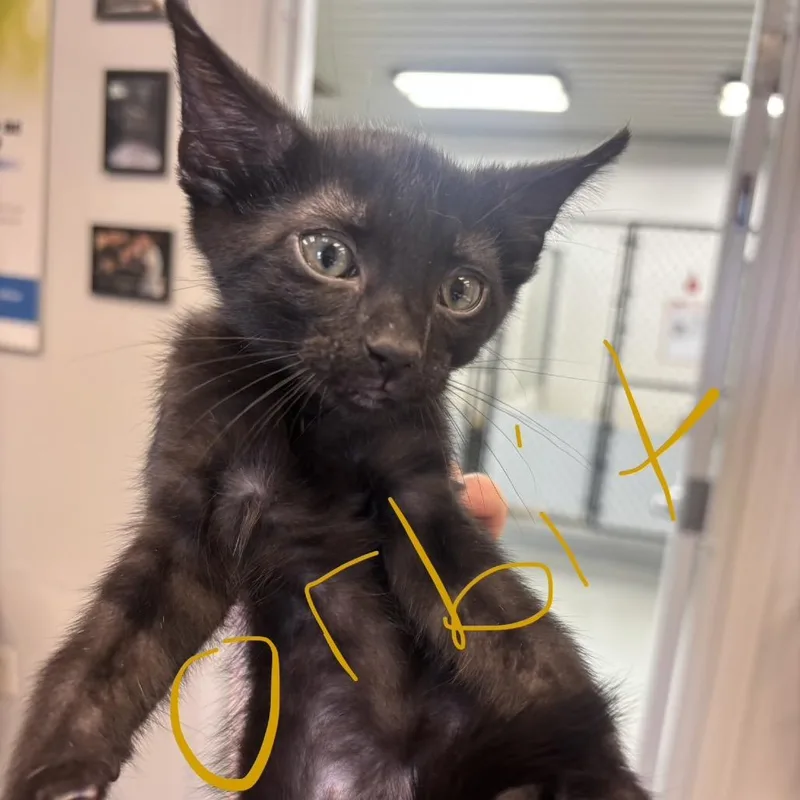 A baby small-sized male Black Domestic Short Hair cat named Orbit for adoption in Morganfield, KY