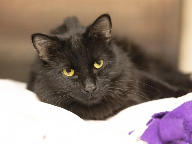 A young small-sized male Domestic Short Hair cat named Al Pawcino for adoption in Phoenix, AZ