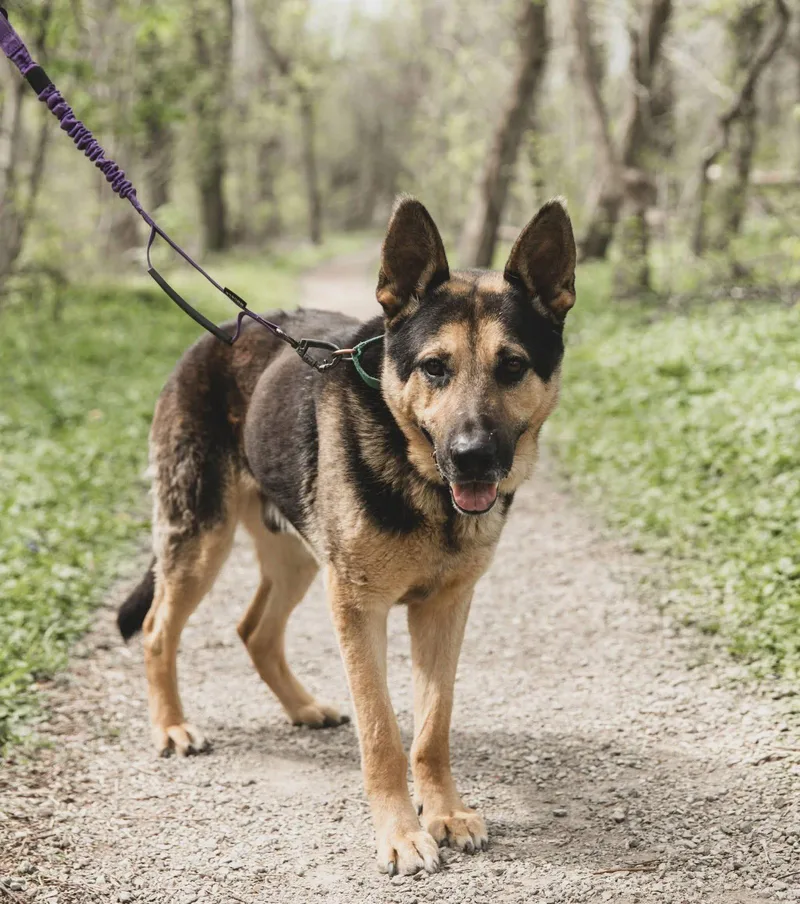 Christopher Robin thumbnail 2