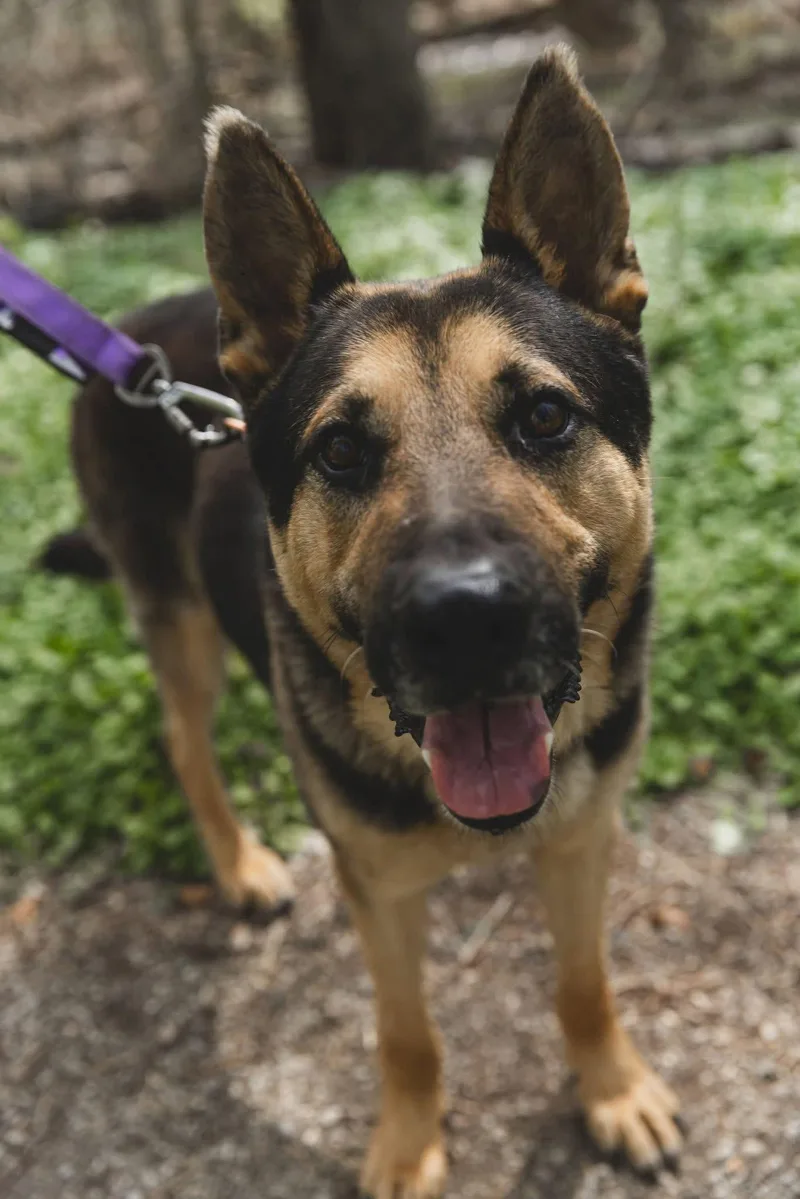 Christopher Robin thumbnail 3