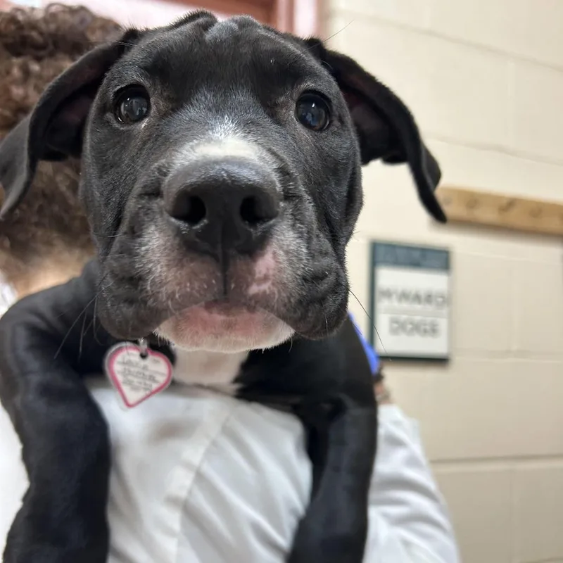A baby small-sized male Black Pit Bull Terrier dog named Zach for adoption in Springfield, MA