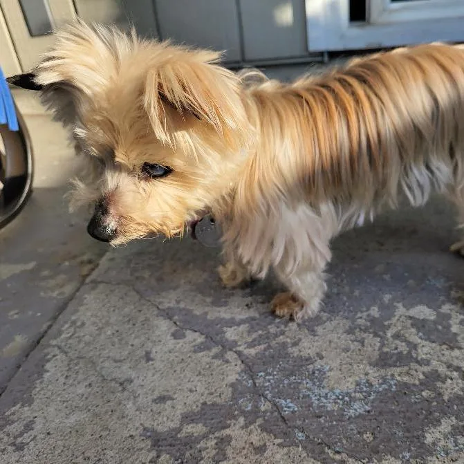 A senior small-sized female Yorkshire Terrier dog named Katya for adoption in Ramona, CA