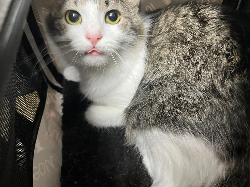 A young medium-sized female Domestic Long Hair cat named Galaxy for adoption in Mount Gilead, NC