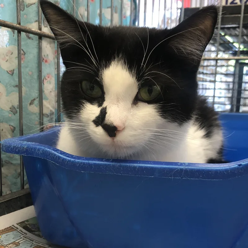 A young medium-sized female Black & White / Tuxedo Domestic Short Hair cat named Dolly for adoption in Parma, OH