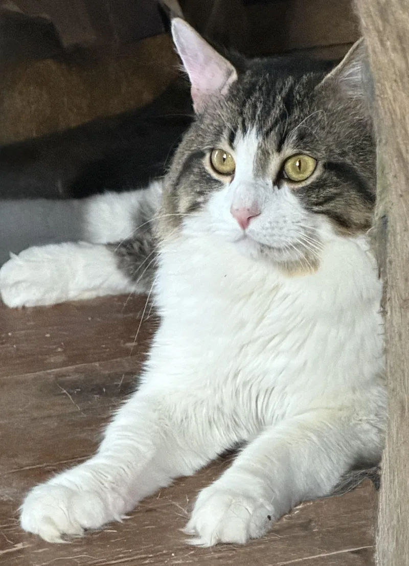 A young large-sized male Maine Coon cat named Moose for adoption in Churchville, PA