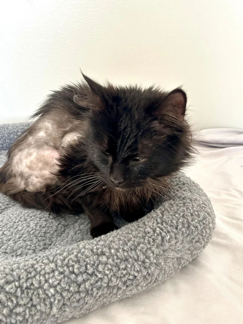 An adult medium-sized male Black Domestic Long Hair cat named Davidson for adoption in Lancaster, PA