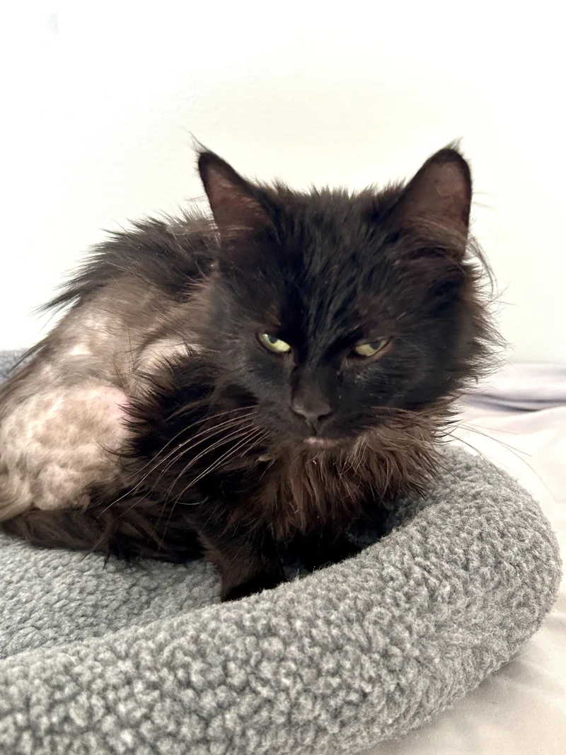 Davidson thumbnail 2