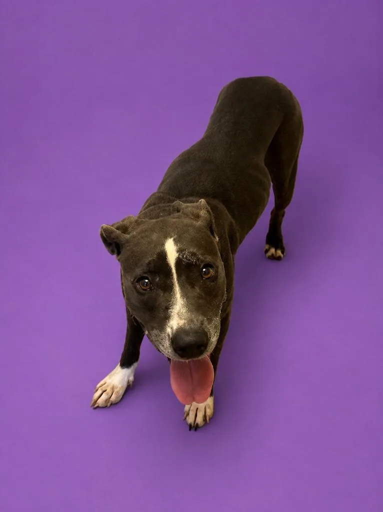 A young medium-sized female Terrier dog named Sami for adoption in Wauchula, FL